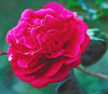 Camellia-Bonanza-S