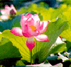 Lotus (Hoa Sen, Liên Hoa)